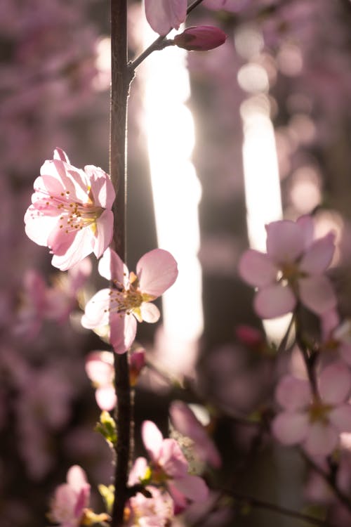 一縷陽光, 傍晚的太陽, 开花的树 的 免费素材图片