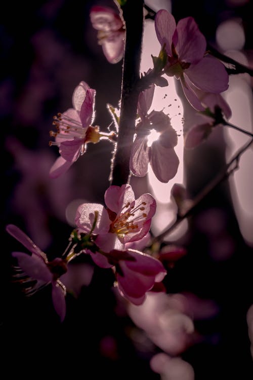 Foto profissional grátis de cerejeira, cor-de-rosa, entardecer