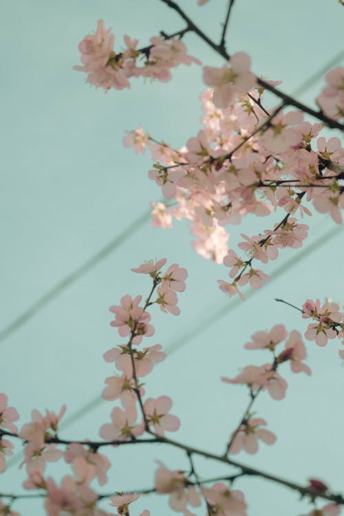 Foto profissional grátis de cerejeira, céu azul, cor-de-rosa
