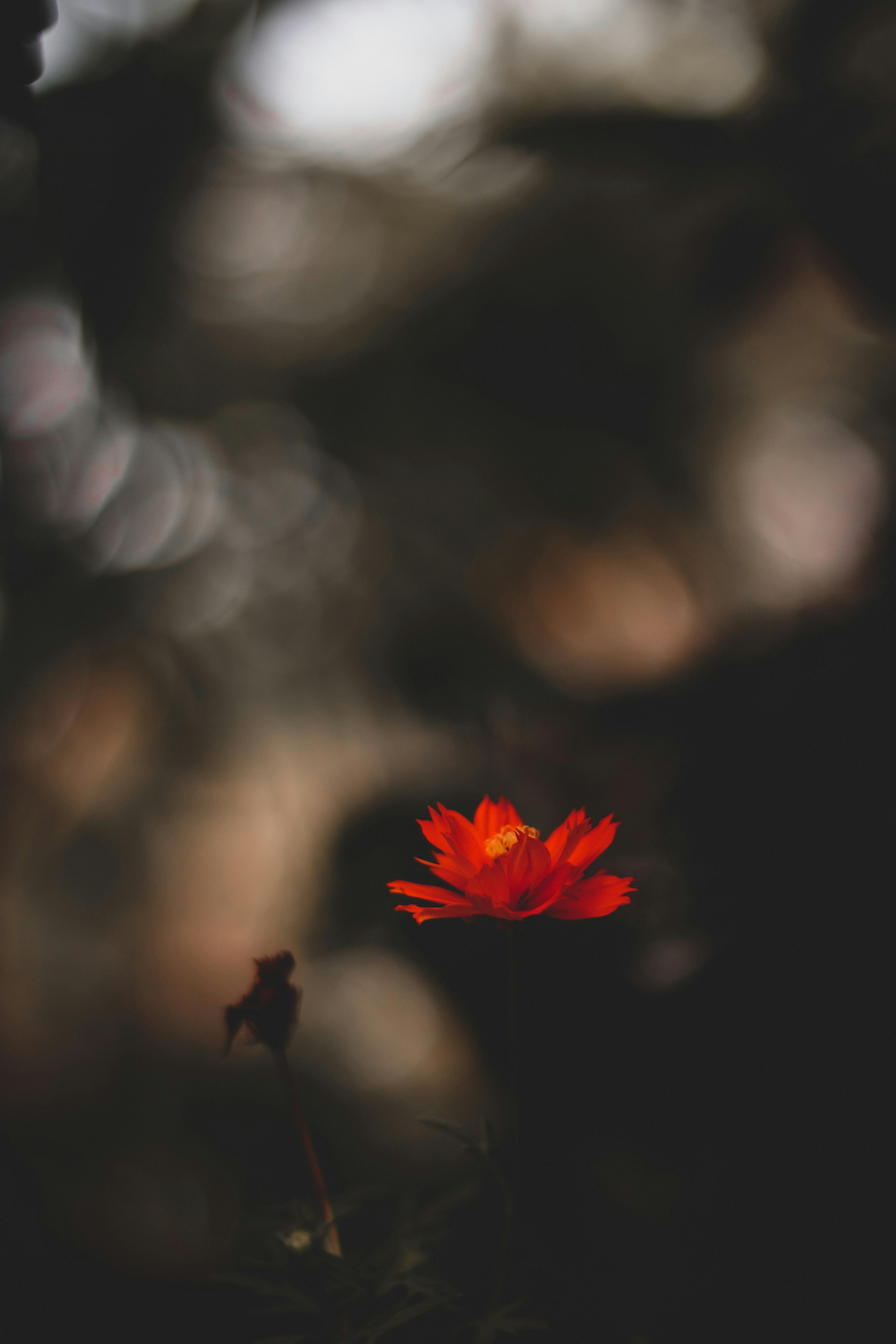 Close-up of a vivid orange flower against a blurred bokeh background, capturing the essence of nature's beauty.