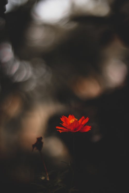 Fotografi Fokus Selektif Bunga Oranye