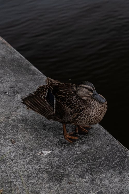 A duck is standing on a ledge by the water