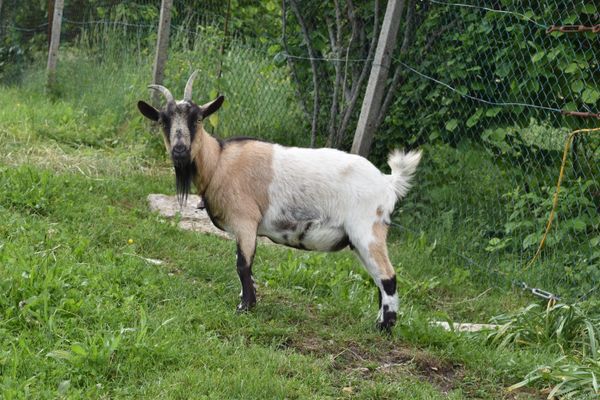 Goat by the fence