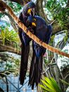 Photo of Two Hyacinth Macaws Perched on Rope