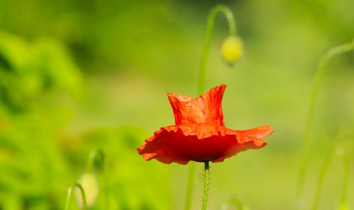 A single red poppy flower in the middle of a green field