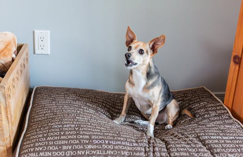 Portrait of a mixed breed dog sitting on a bed in a room 