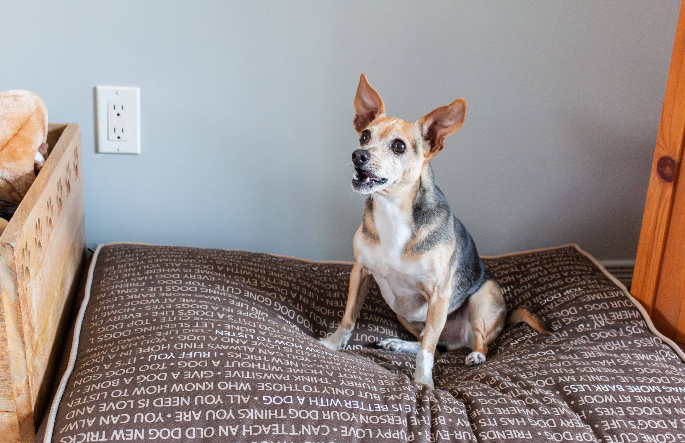 A Chihuahua mix dog sits on a patterned brown pet bed indoors in Montreal.