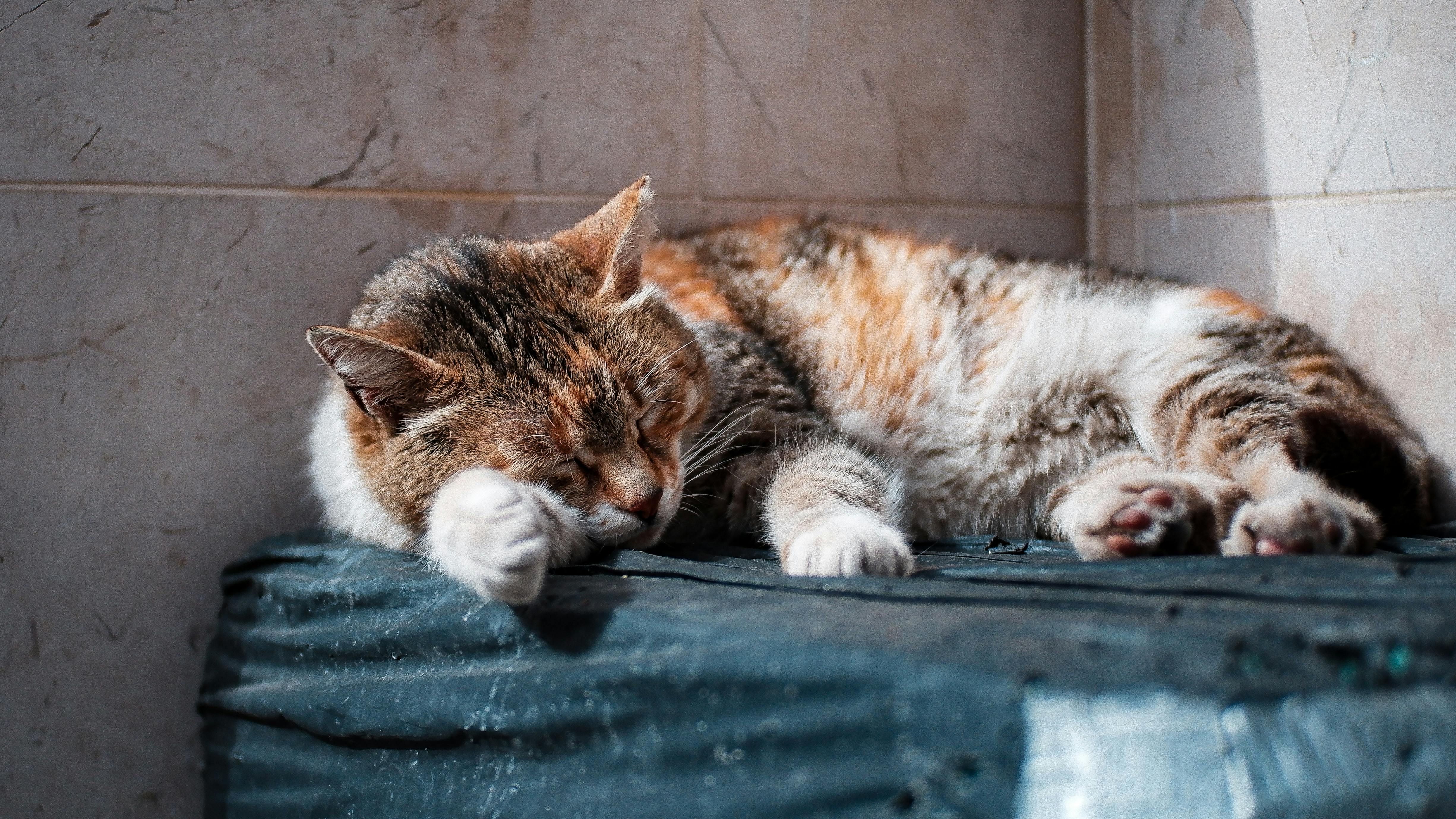 a cat sleeping on the table
