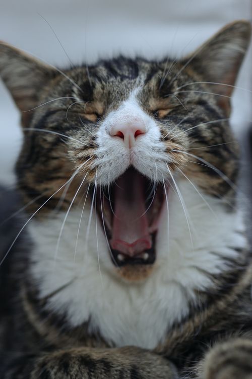 Free A detailed close-up shot of a tabby cat yawning, featuring a focus on its facial expression. Stock Photo