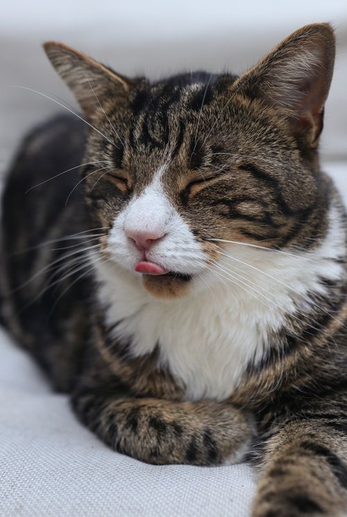 Free Close-up of a relaxed tabby cat lying down with its tongue out and eyes closed, showcasing soft fur. Stock Photo