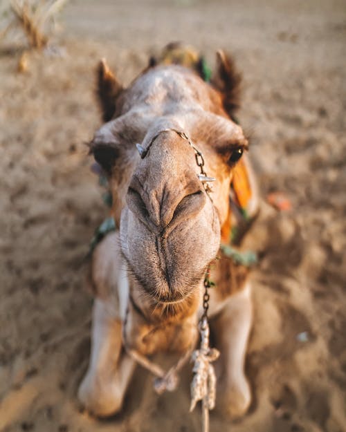 Close-up Photo of Camel Lying Down on Sand