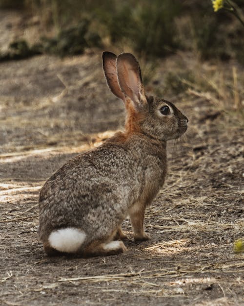 ウサギ, かわいい動物, 自然の無料の写真素材