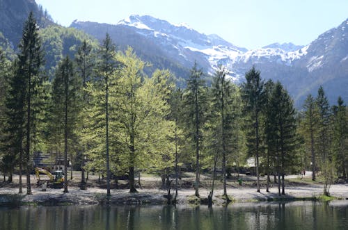 Pohon Pinus Hijau Dekat Danau