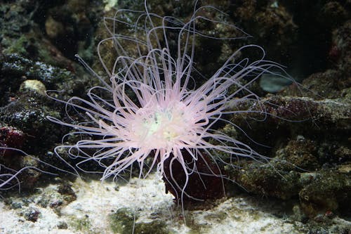 Free stock photo of deep sea, sea anemone, sea animal