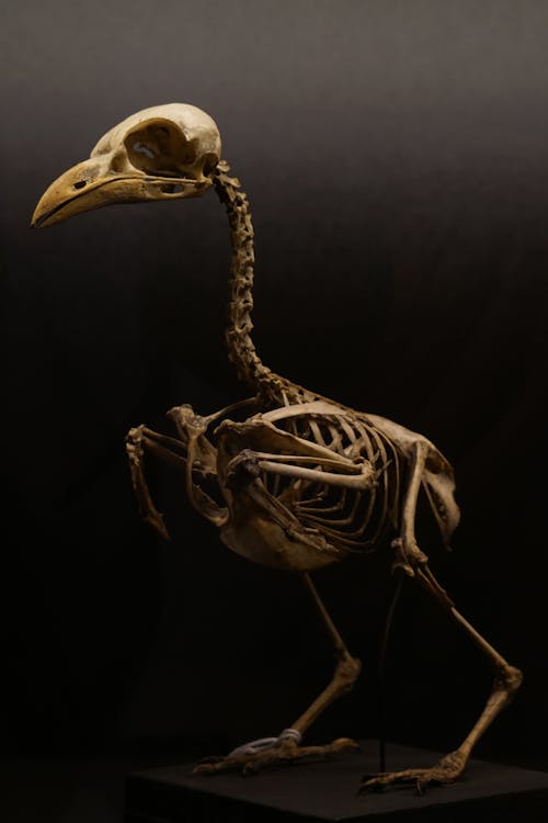 Скелет страуса