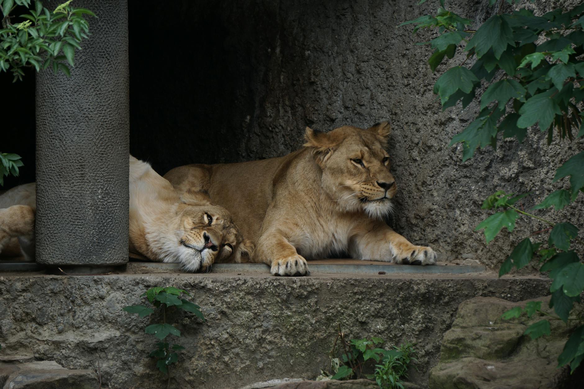 أجمل صور الاسود | Lions Photos Pexels-photo-2493294