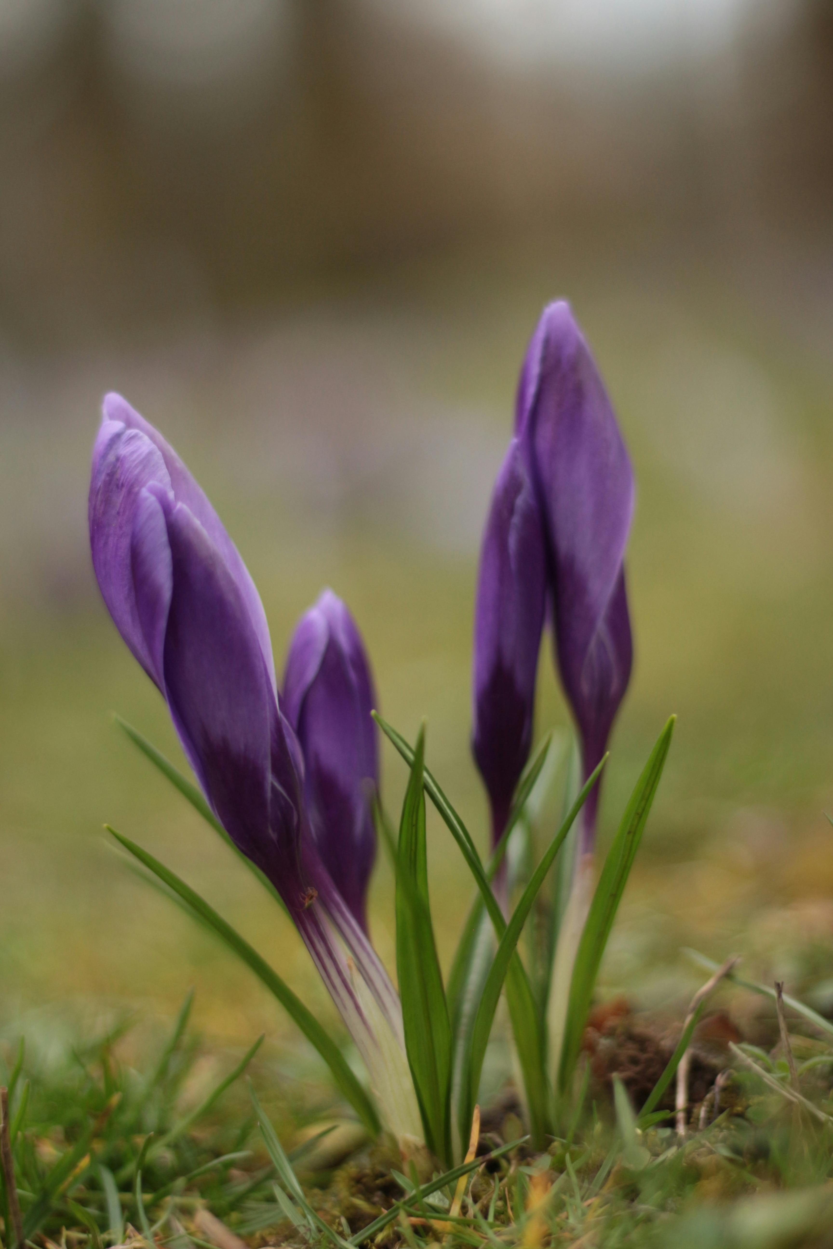Closeup of Purple Crocus · Free Stock Photo