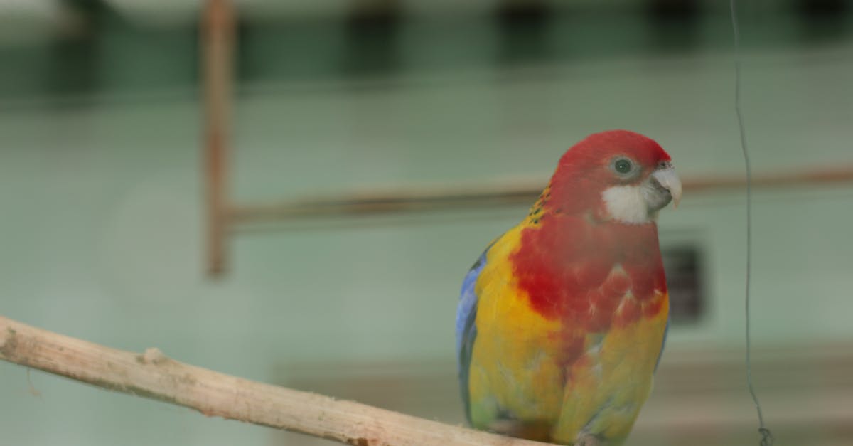 Close-up of Parrot Perching on Branch