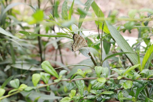 Foto profissional grátis de animal, bio, borboleta