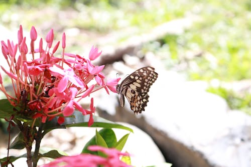 Бесплатное стоковое фото с бабочка, бабочка на цветке, животное