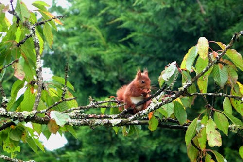 Free Squirrel on Tree Branch in Forest Stock Photo