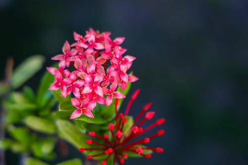 Foto profissional grátis de flor