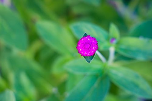 Foto profissional grátis de flor