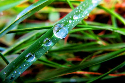 Close Up De Gotas De Rocío En La Planta