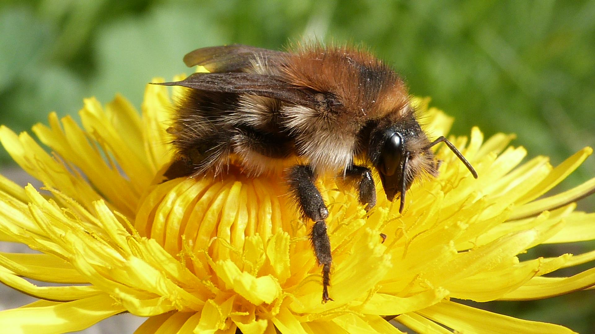 bumble bee close up