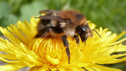 Close-up of Honey Bee on Sunflower