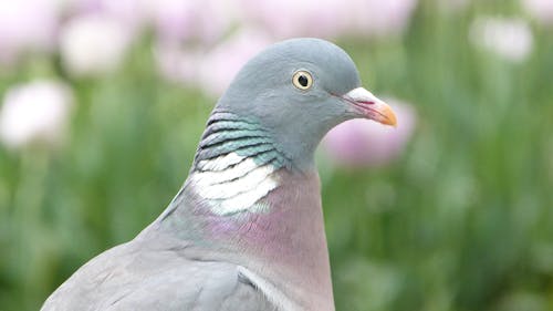 Close-up of a Bird