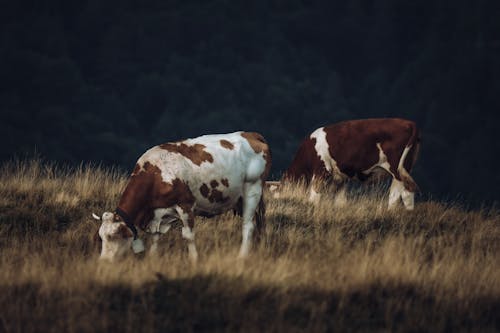 Two cows grazing in a field