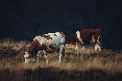 Foto stok gratis agrikultura, banteng, betis