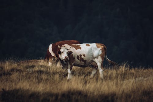 Two cows standing in a field with grass