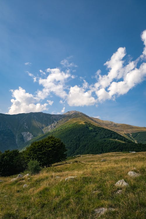 A mountain with grass and trees under a blue sky