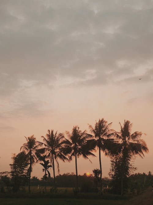 Coconut Trees Under Cloudy Sky during Golden Hour