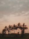 基巴森的宁静日落与棕榈树轮廓
