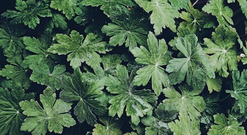 Planta De Folha Verde