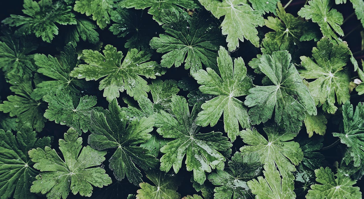 Green-leafed Plant
