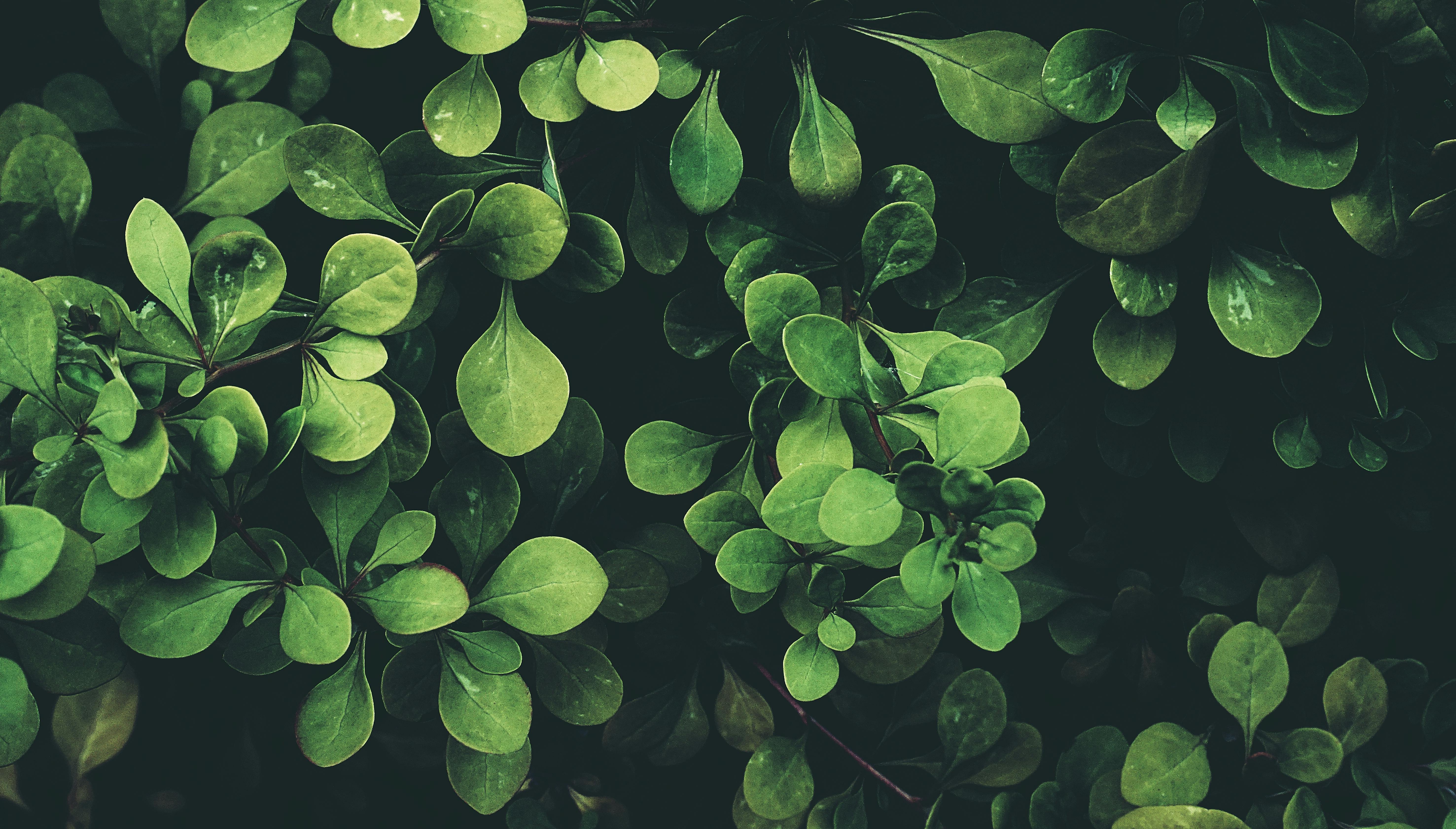 Green Leaf Photos Download The BEST Free Green Leaf Stock Photos  HD  Images