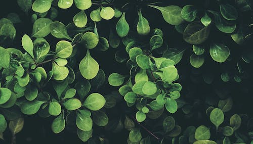 Grüne Blätter Pflanze