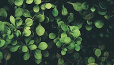 特写镜头中，生动的绿叶沐浴在自然阳光下