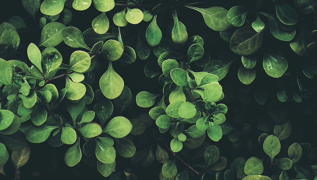 Free Green Leaves Plant Stock Photo