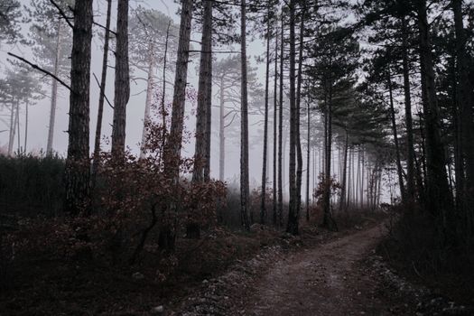 A mystical forest path enveloped in fog, offering a tranquil nature walk through tall trees.