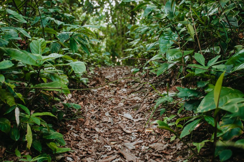 Discovering Nigeria's Hidden Hiking Trails: A Thrilling Adventure