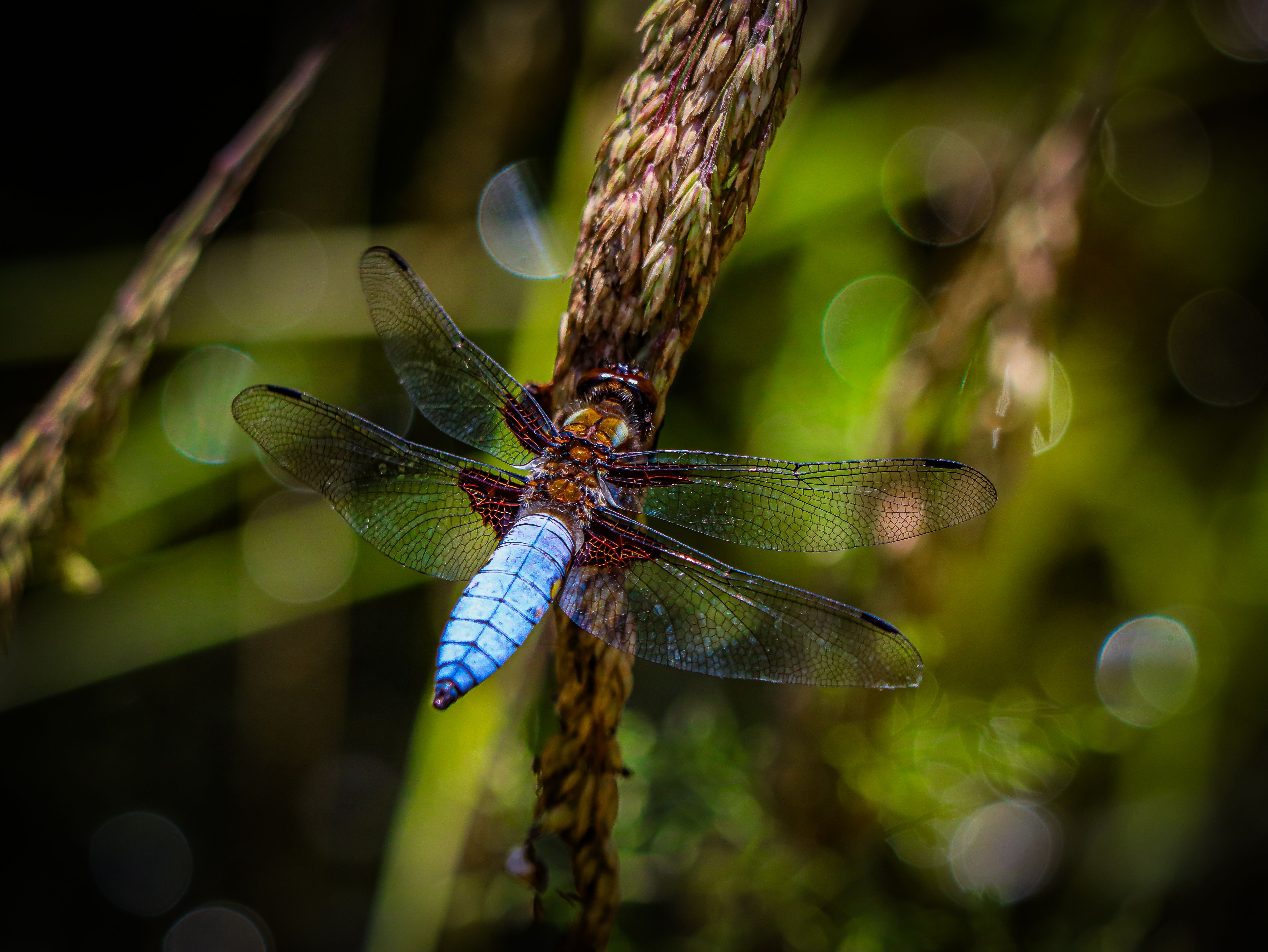 Close-up of a Dragonfly Sitting on a Plant · Free Stock Photo