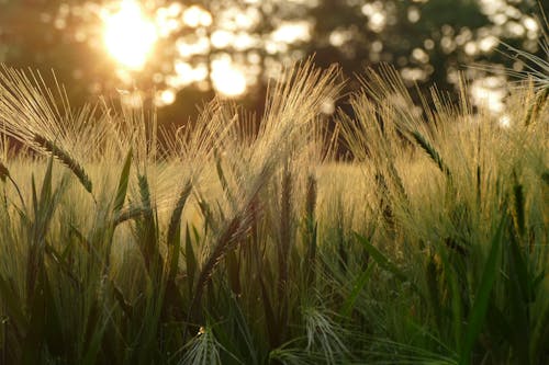 A field of wheat with the sun setting behind it