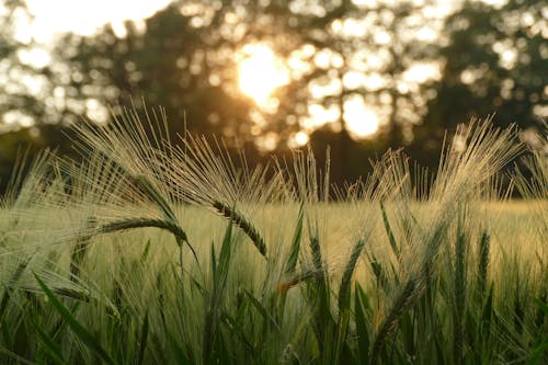 A field of wheat with the sun setting behind it