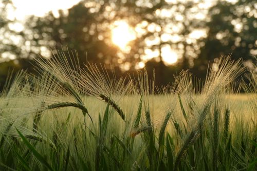 Free A serene view of wheat illuminated by golden sunset light in a rural countryside scene. Stock Photo