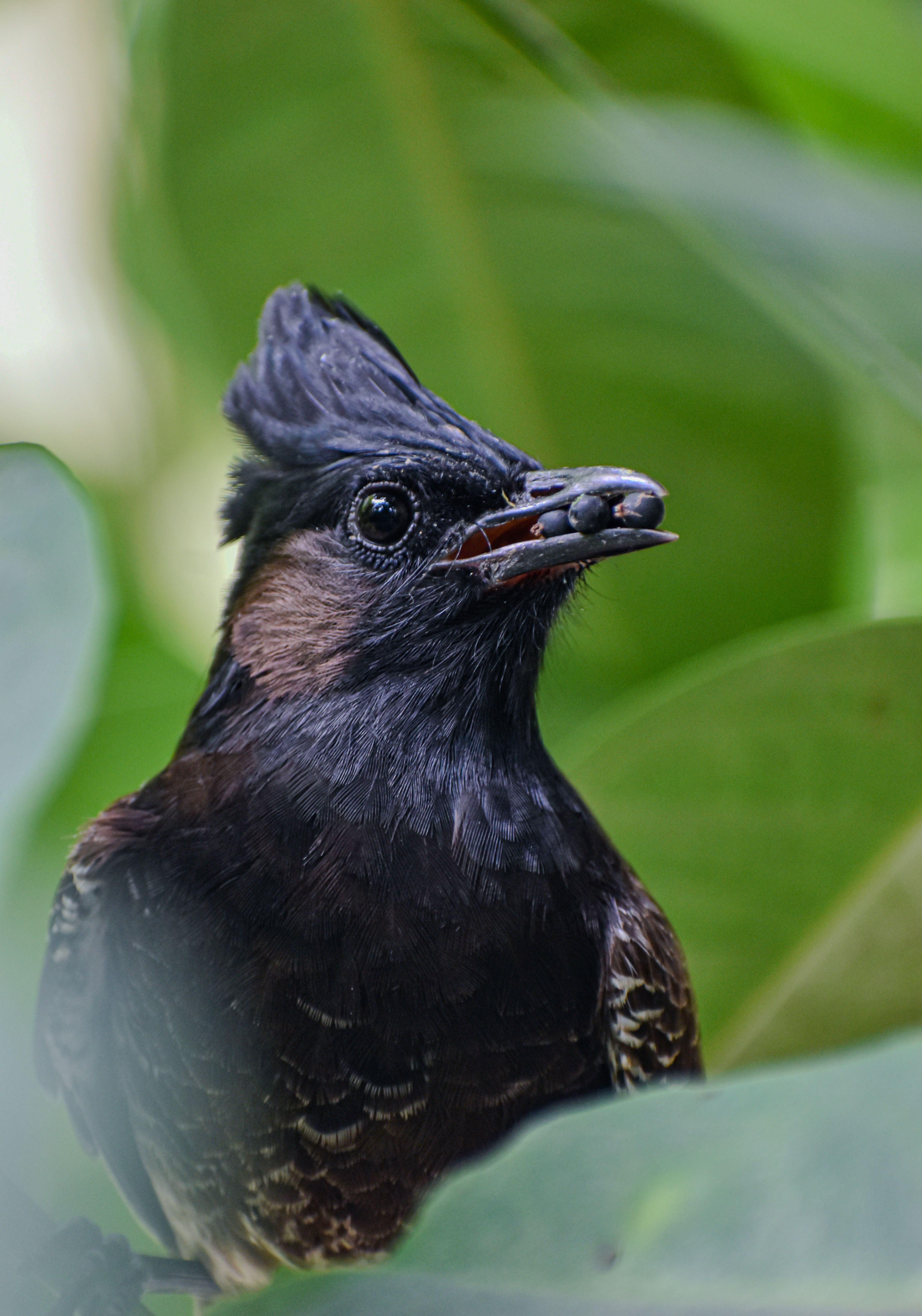 Close-up of a Bulbul Sitting between Green Leaves · Free Stock Photo